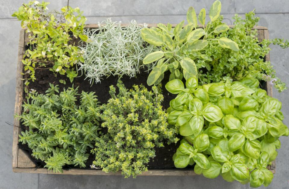 Krydderurter: dyrk dem selv! naturli Altan urter