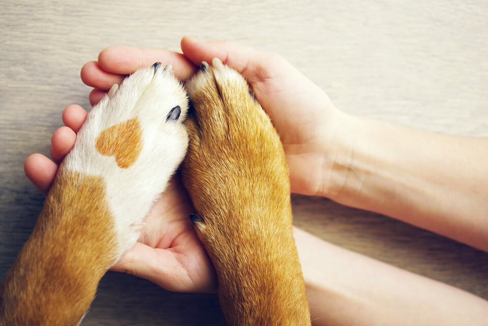 Din hund kan lugte, er syg