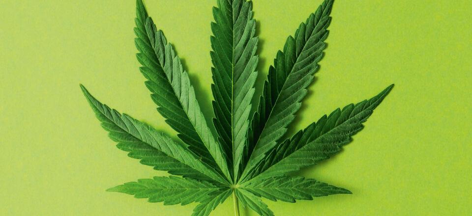 Cannabis – sundt eller helt