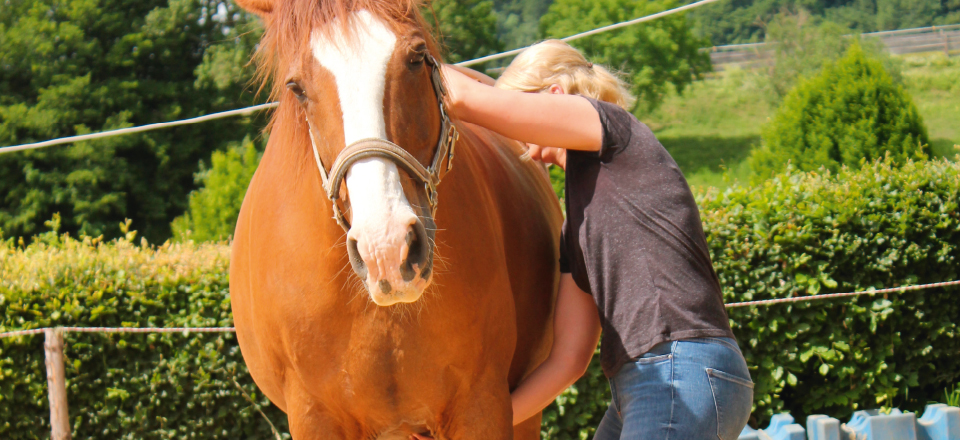 hest får alternativ behandling