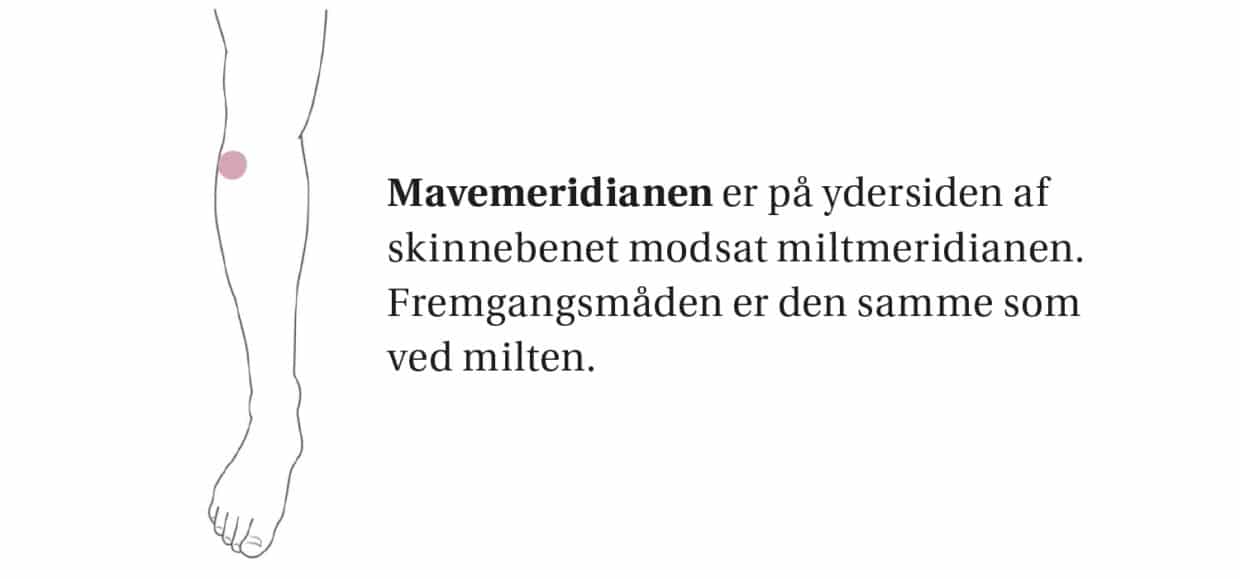 Guide til at finde mavemeridianen for at udføre akupressur ved pollenallergi